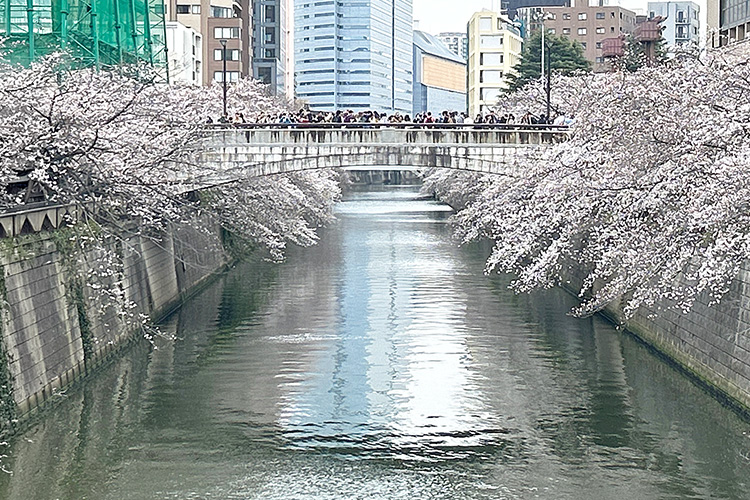 田道橋からの目黒川 田道橋からの目黒川